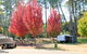 Beechworth Lake Sambell Caravan Park - thumb 1