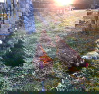 Bryn Glas Farm Stay - Tourism Adelaide