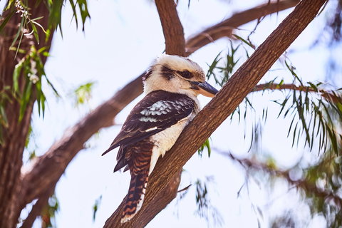Lorne Foreshore Caravan Park - Tourism Adelaide 3