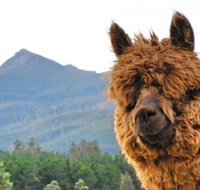 Maydena Mountain Cabins - Tourism Adelaide