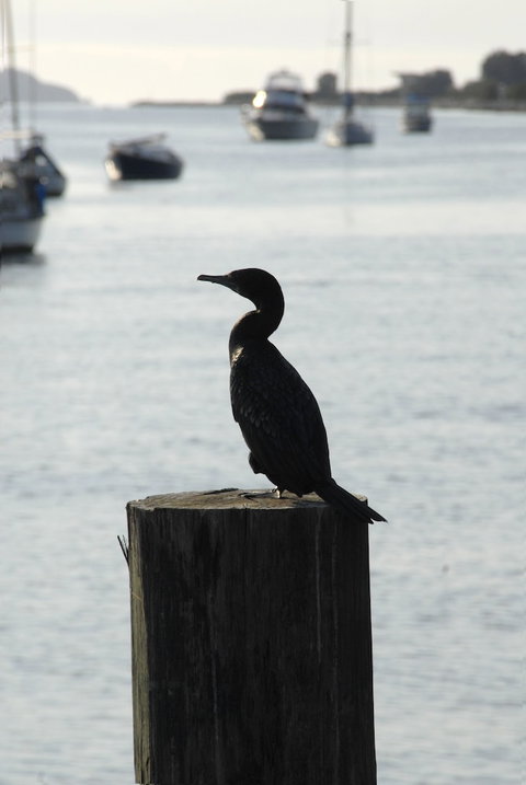 Mariners On The Waterfront - Tourism Adelaide 3