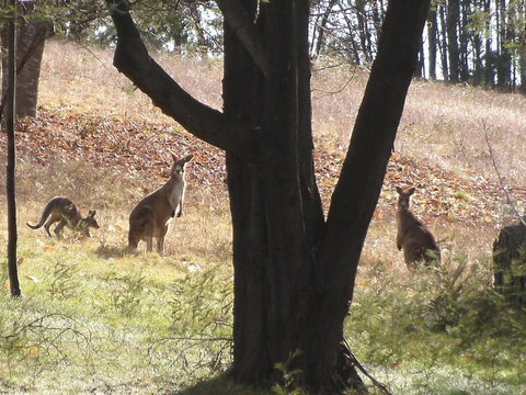 Stanley Goose Cottage - Tourism Adelaide 4
