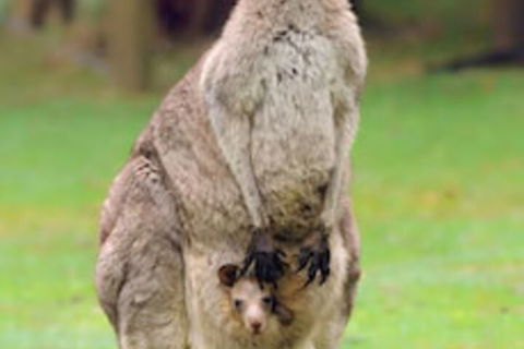 Halls Gap Lakeside Tourist Park - Tourism Adelaide 1
