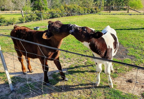 Barrington Riverside Cottages - Tourism Adelaide 2