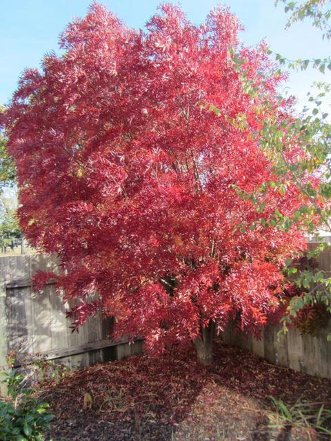 Elm Trees Accommodation At Ross - Tourism Adelaide 6