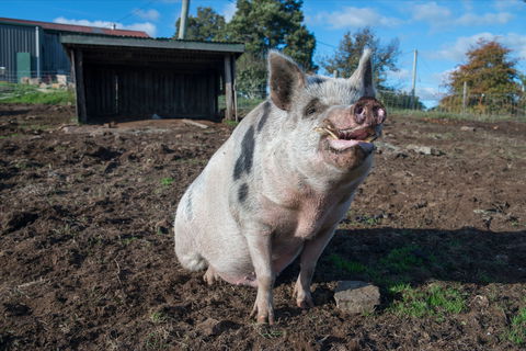 Holm Oak Vineyards - Tourism Adelaide 1