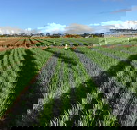 Hawkes Farm - Tourism Adelaide