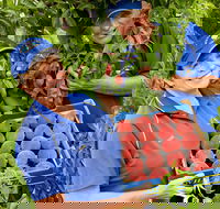 Willayoung Orchard - Tourism Adelaide