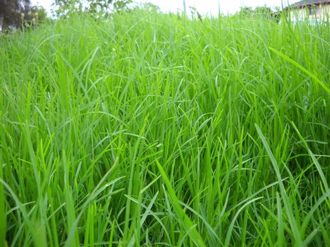 Aussie Home Cooked - Tourism Adelaide 1