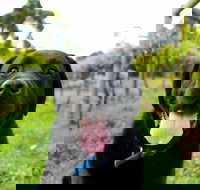 Every Man and His Dog Vineyard - Tourism Adelaide