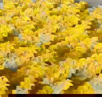 May's Thai - Tourism Adelaide