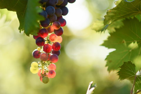 Raleigh Winery - Tourism Adelaide 0