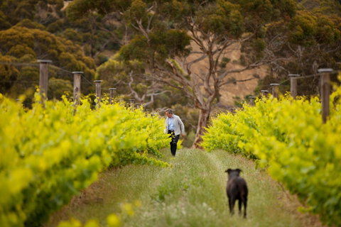 Islander Estate Vineyards - Tourism Adelaide 1
