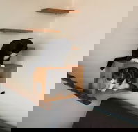 Hobart Cat Cafe - Tourism Adelaide