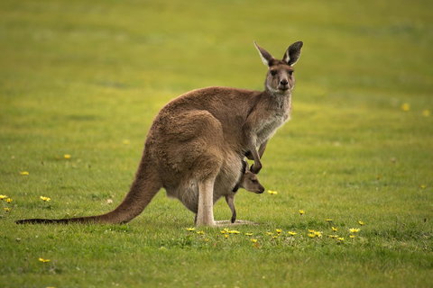 Lure Bed And Breakfast - Tourism Adelaide 20