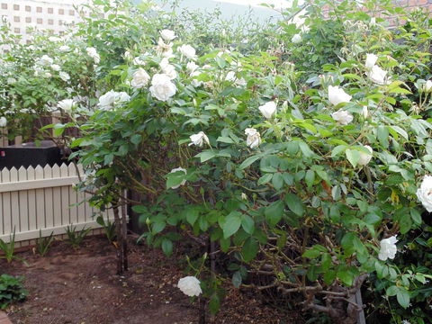 Baronet B & B - Tourism Adelaide 18