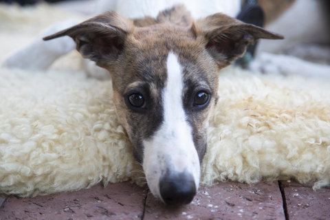 Wayfarers Cottage - Tourism Adelaide 17