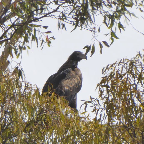 Molly's Chase - Tourism Adelaide 30