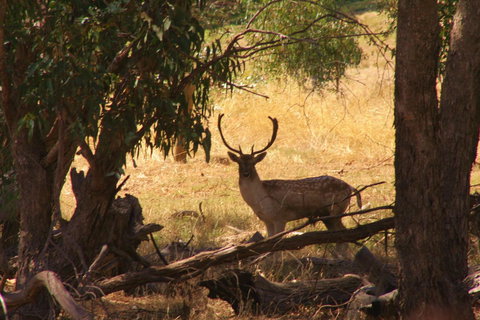 Molly's Chase - Tourism Adelaide 11