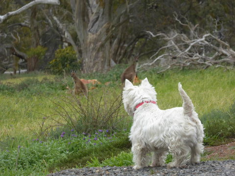 Molly's Chase - Tourism Adelaide 27