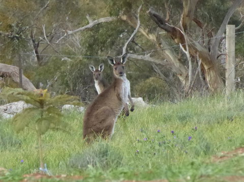 Molly's Chase - Tourism Adelaide 10