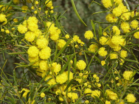 Molly's Chase - Tourism Adelaide 14