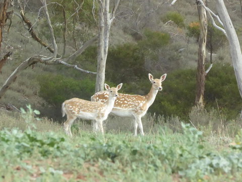 Molly's Chase - Tourism Adelaide 25