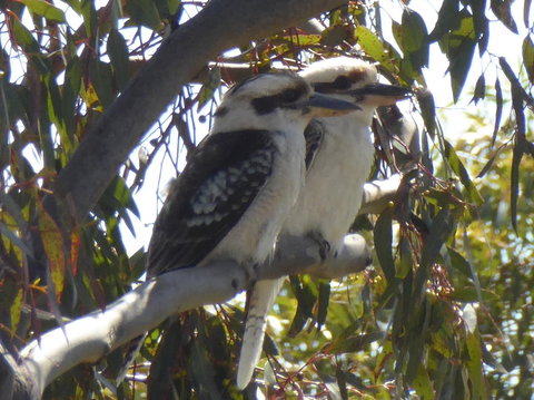 Molly's Chase - Tourism Adelaide 26