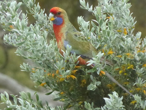 Molly's Chase - Tourism Adelaide 24