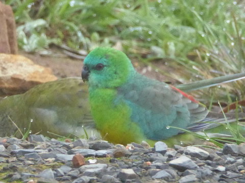 Molly's Chase - Tourism Adelaide 15