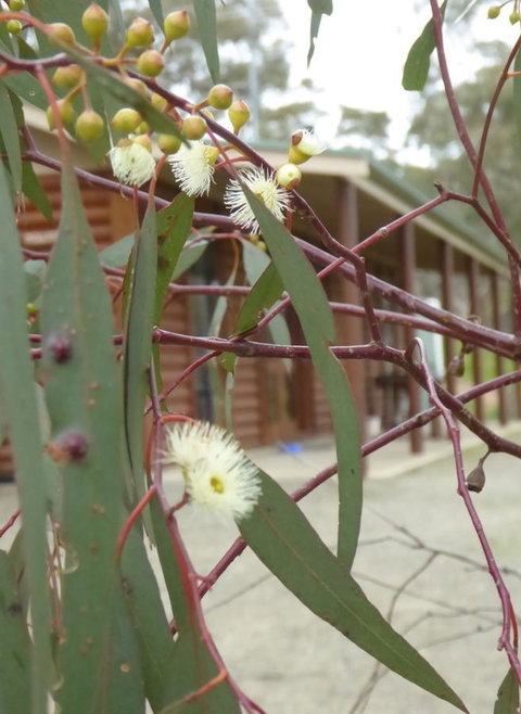 Molly's Chase - Tourism Adelaide 9