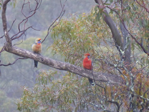 Molly's Chase - Tourism Adelaide 13