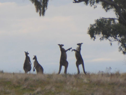 Molly's Chase - Tourism Adelaide 23
