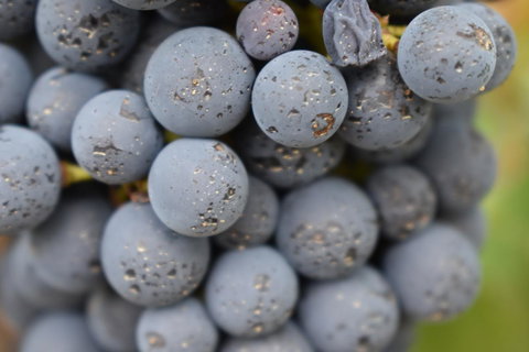 A Coonawarra Experience - Tourism Adelaide 23