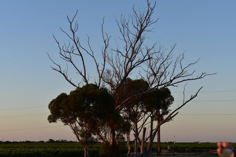 A Coonawarra Experience - Tourism Adelaide 24