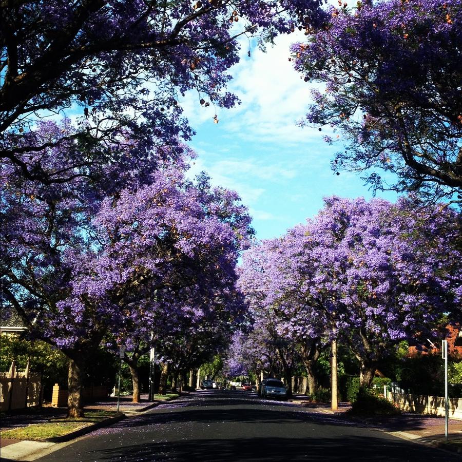 Millswood SA Tourism Adelaide