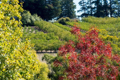 The Manor Basket Range - Tourism Adelaide 16