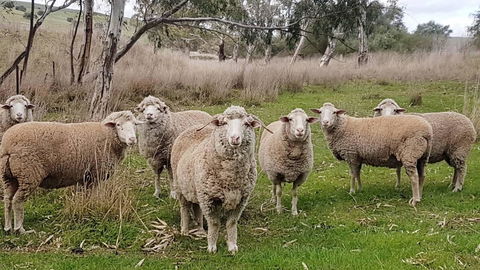 D2 At Watervale - Tourism Adelaide 24