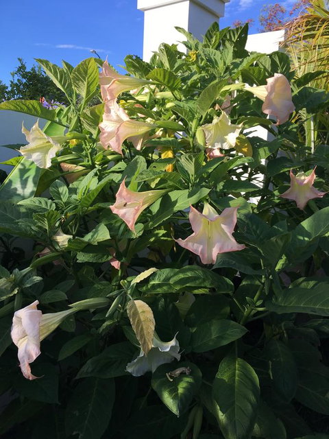 Bella Bali Gardens - Tourism Adelaide 22