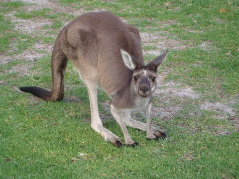 Bella Bali Gardens - Tourism Adelaide 39