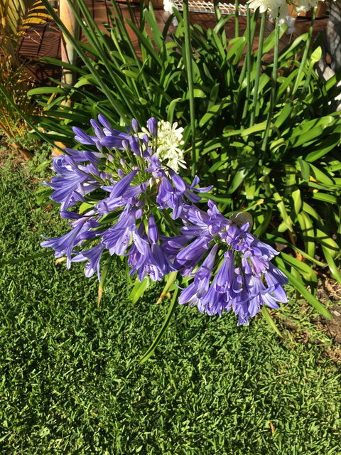 Bella Bali Gardens - Tourism Adelaide 21