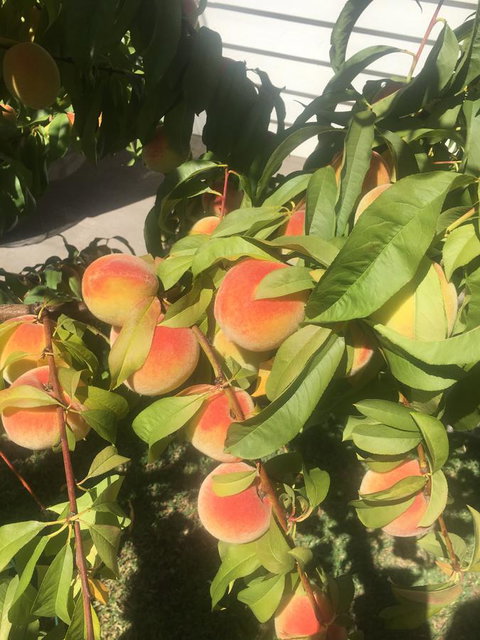 Bella Bali Gardens - Tourism Adelaide 26