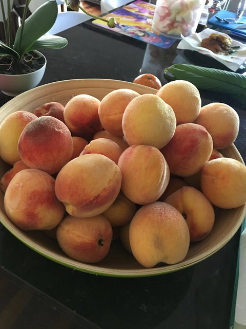 Bella Bali Gardens - Tourism Adelaide 27