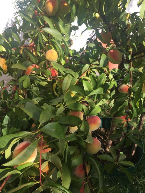 Bella Bali Gardens - Tourism Adelaide 25