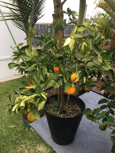 Bella Bali Gardens - Tourism Adelaide 24