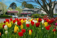 Book Leura Accommodation Vacations Tourism Adelaide Tourism Adelaide