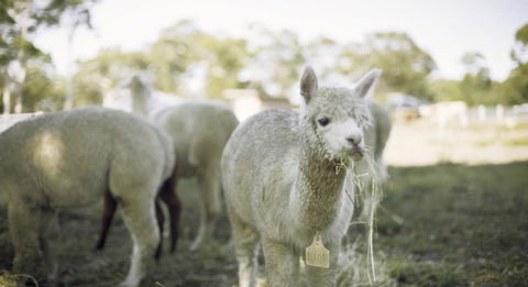 The Woods Farm Jervis Bay - Tourism Adelaide 12