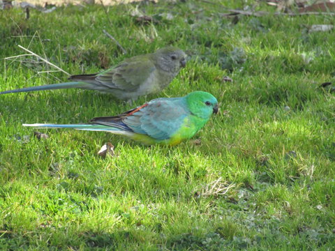 Allonville Gardens Motel - Tourism Adelaide 35