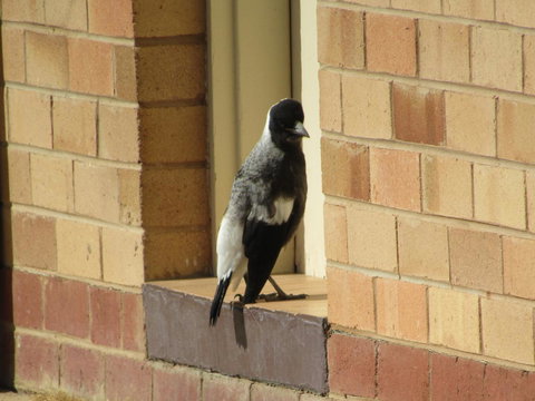 Allonville Gardens Motel - Tourism Adelaide 34