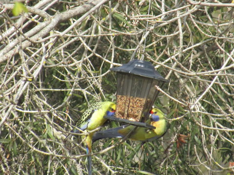 Allonville Gardens Motel - Tourism Adelaide 36